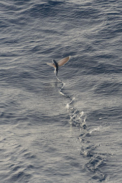 Flying fish above sea surface