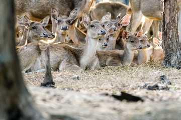 Group of deer are sitting in the jungle