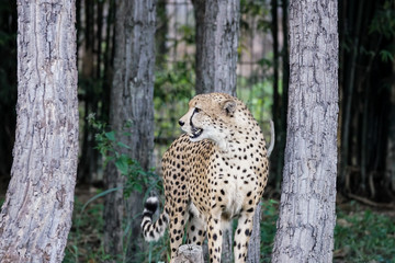 the young  white leopard in jungle