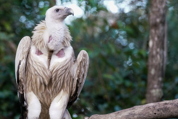 the white vulture in jungle