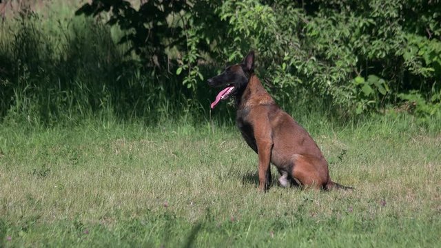 Dog training commands execution. Dog training commands execution in a wild nature amoung the meadow.