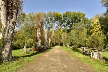 Le chemin aux arbres coupés sous un ciel bleu au Vrijbroekpark à Malines