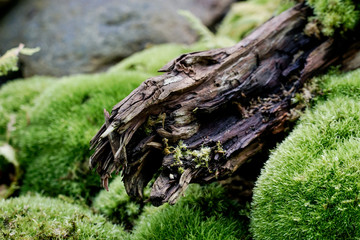 Dead tree with moss in japanese style garden