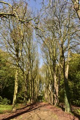 Allée en terre entre les arbres majestueux dénudés au Vrijbroekpark à Malines