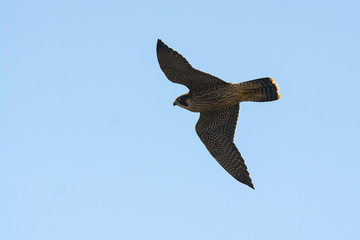 falcone pellegrino in volo,Falco peregrinus,silhouette,sfondo chiaro