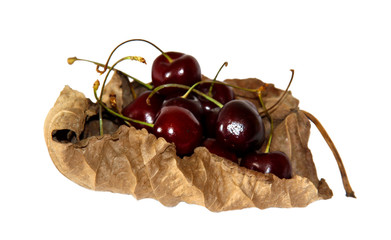 on a dried withered twisted sheet of poplar laid a handful of ripe juicy bard cherry
