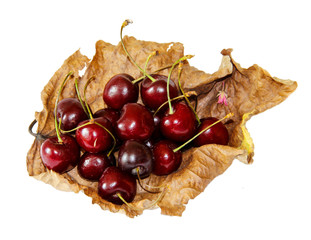 on a dried withered twisted sheet of poplar laid a handful of ripe juicy bard cherry
