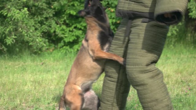 Guard dog is attacking a violator. Dog is guarding a bag and suddenly attacking a violator.