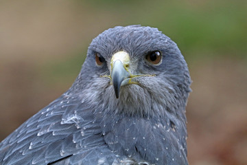 Black-chested buzzard-eagle portrait