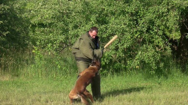 Man is swinging a bat to a dog and failing. Figurant is swinging a cudgel to a dog but the dog is counter-attacking and biting him.