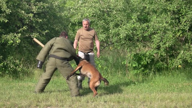 Dog defence cynology exercise. Dog is defencing and counter-attacking a man with a bat.