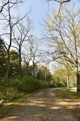 Allée en pavé couverte de feuilles mortes longeant les broussailles et arbres dénudés dans le bois du Vrijbroekpark à Malines