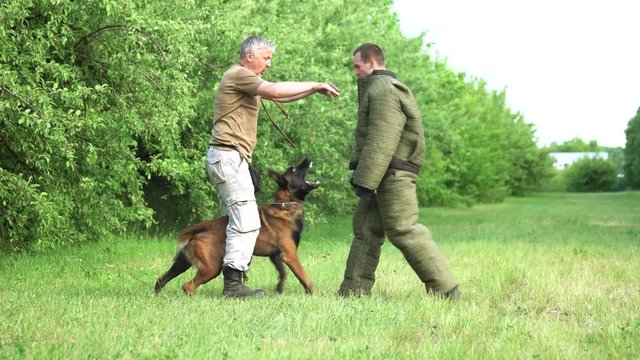 Man is pushing off a figurant to make a dog react. Man is pushing off a figurant to make a dog react, cynology training exercise.