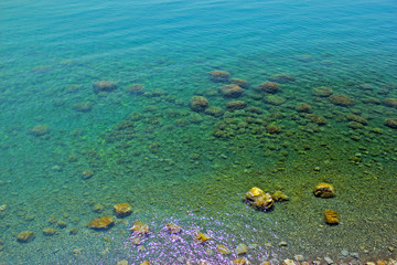 Sea plant in blue transparent water, nature background. Black sea. Crimea