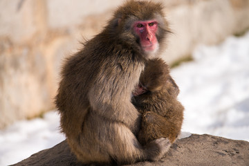 Snow Monkey mom and baby