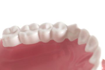 Teeth model