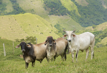Bovine animal in the fields of Colombia