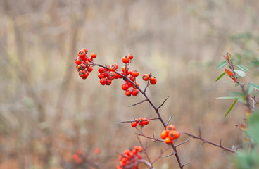 Close-up view of Crataegus (Hawthorns) on he blurred autumn background
