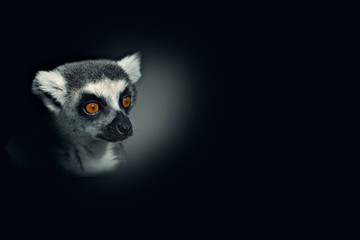Close up portrait of a cute ring tailed lemur on the black background. Copy space for text.