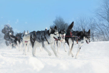 Winter sled dog race in the wonderful winter landscape in the background is blurred guide dogs....