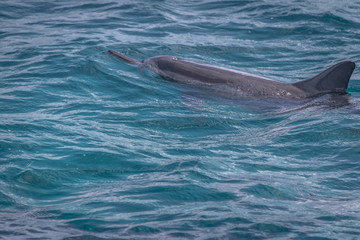 Obraz premium Dolphins swimming in the inner sea - Fernando de Noronha, Pernambuco, Brazil