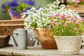 Closeup of beautiful white pink flowers, daisies