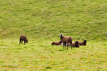 Small flock of sheep grazing in a pasture