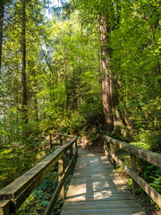 Fototapeta premium wooden bridge in the forest