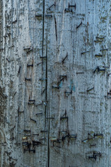 rough wooden wall with many nails on it texture