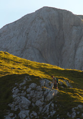 Obraz premium Tourist going to Prisojnik, Triglav National Park, Slovenia