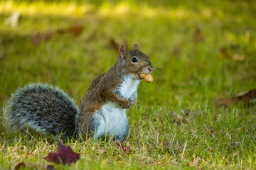 squirrel standing on the grass with food in its mouth