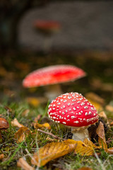 red mushrooms on the ground
