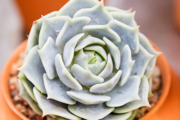 beautiful succulent plant in greenhouse. Top view.