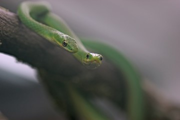 Paar der Rauen Grasnatter (Opheodrys aestivus) auf Zweig 
