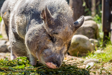 Pig eats green branches