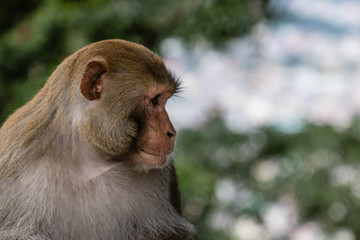 Monkey in the monkey temple