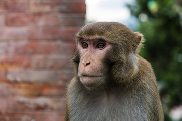 Monkey in the monkey temple
