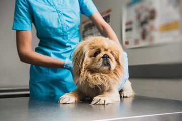 Vet Animal clinic with veterinarian, Healing pet