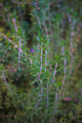 Rosemary herb in a garden