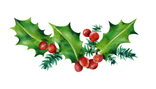  Christmas branch. Holly leaves and red berries. Watercolor illustration isolated on white background. Hand painted. 