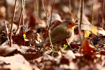 Pettirosso uccello nel bosco d'autunno con foglie secche al tramonto