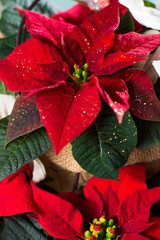 Christmas star red and white poinsettia flowers, Christmas decoration