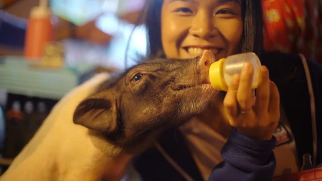 Happy Asian Girl feeding piglet with milk from a bottle 4k UHD (3840x2160)
