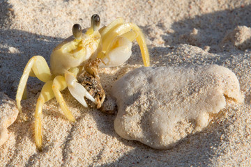 Krebs am karibischen Strand (Curacao)