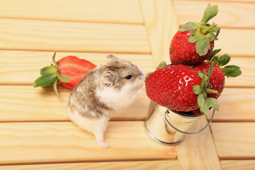 Ripe fragrant strawberries like a hamster
