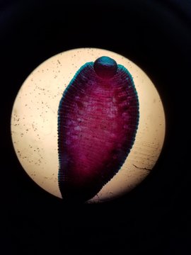 Leech under a Microscope