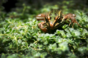 Frog on Plant