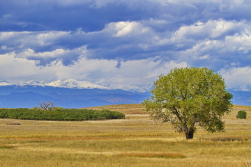 Fototapeta premium Horizontal of green tree in golden field with leafless tree behind in distance