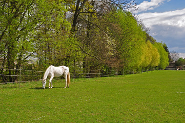 Fototapeta premium A white horse grazing on a green meadow.