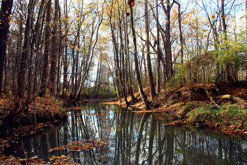 Nature Landscape Outdoors Trees
